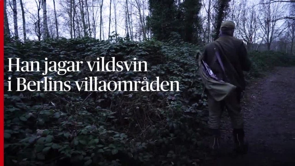 Han jagar vildsvin i Berlins villakvarter
