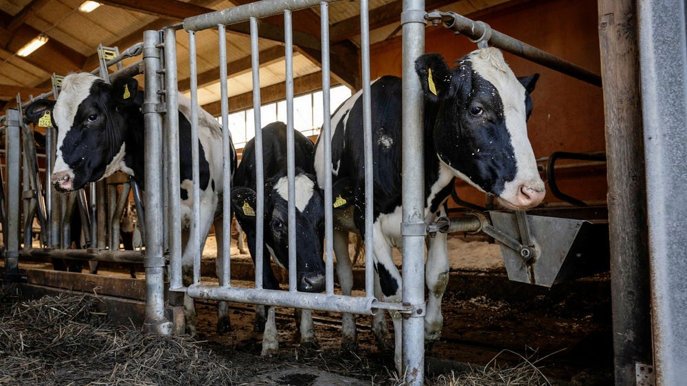 Mjölkbönder oroas över prisras: Vi har börjat passera gränsen för lönsamt