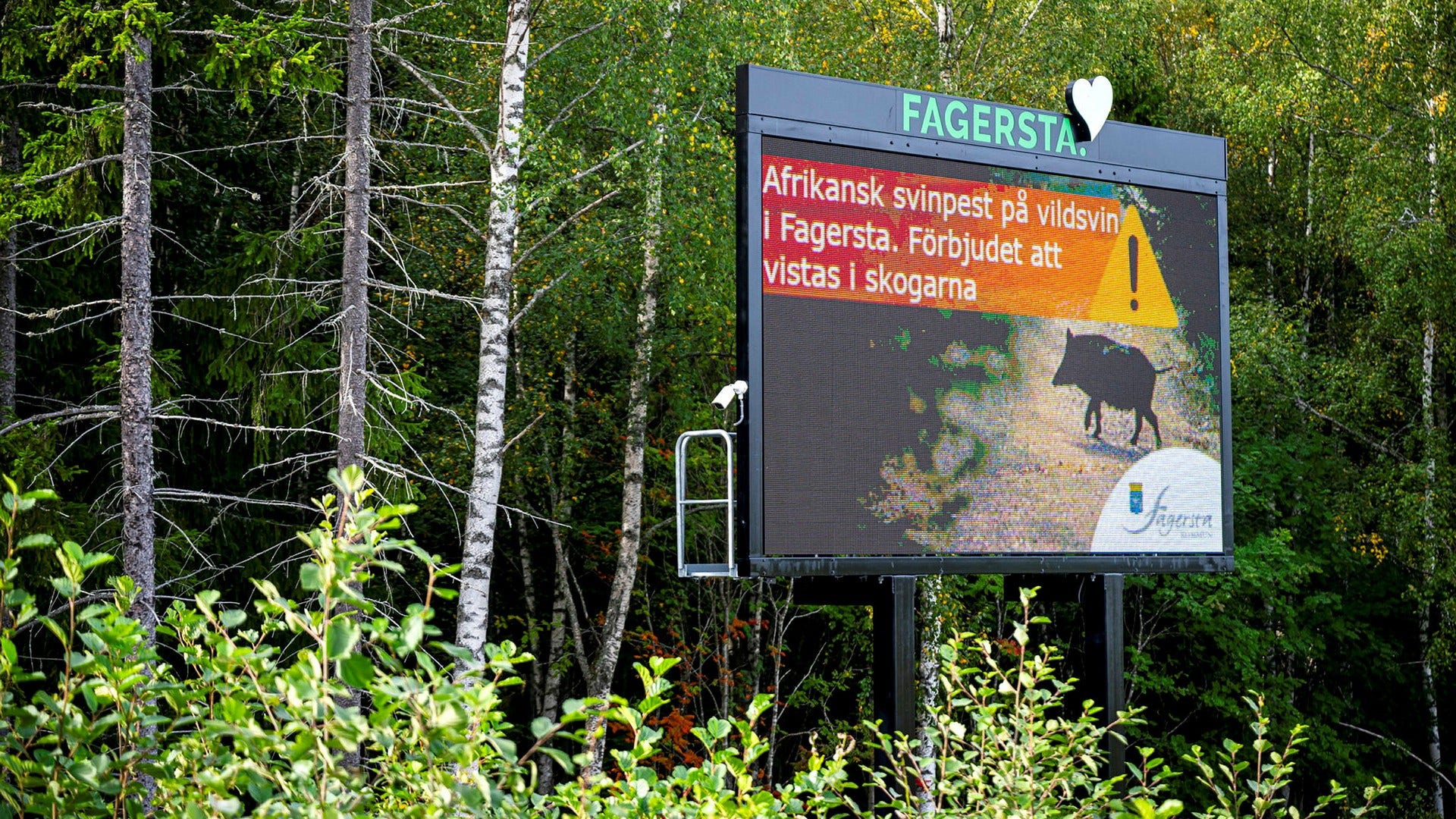 14 nya fall av afrikansk svinpest har konstaterats efter helgen.