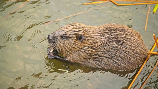 Another ecosystem engineer who likes to gnaw wood.