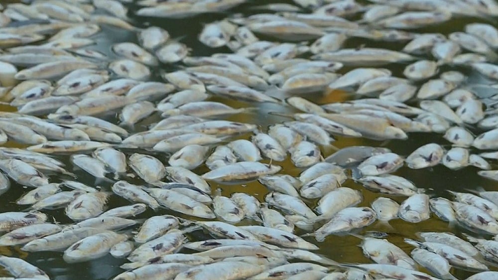 Miljontals döda fiskar efter värmebölja i Australien