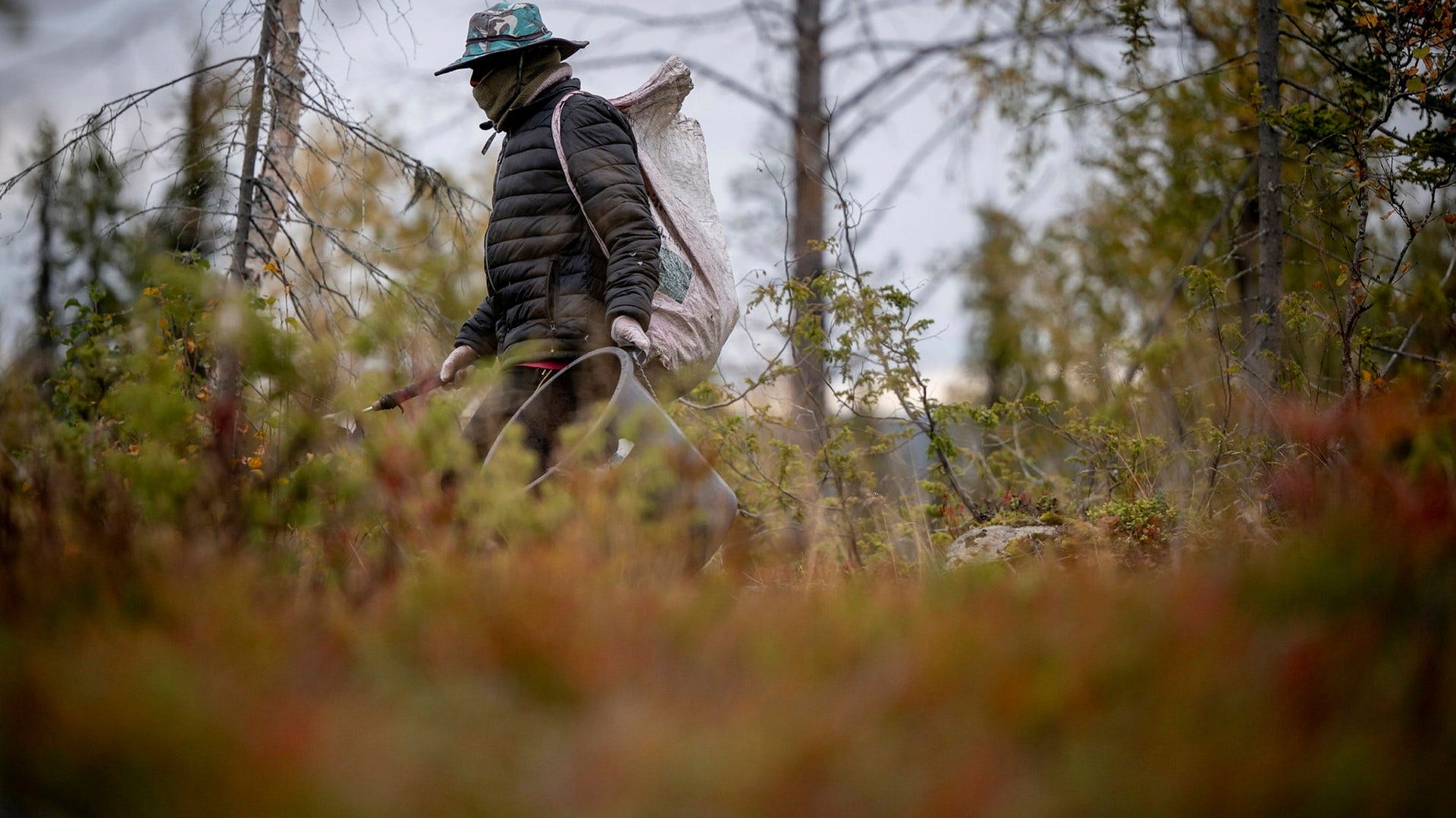 DN har under året träffat närmare 100 bärplockare i Thailand, Finland och Sverige. Vissa tjänar motsvarar 37 kronor i timmen – andra inget alls.