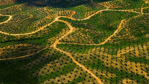 Mark som kalhuggigt för att ge plats för en palmoljeplantage på Borneo.