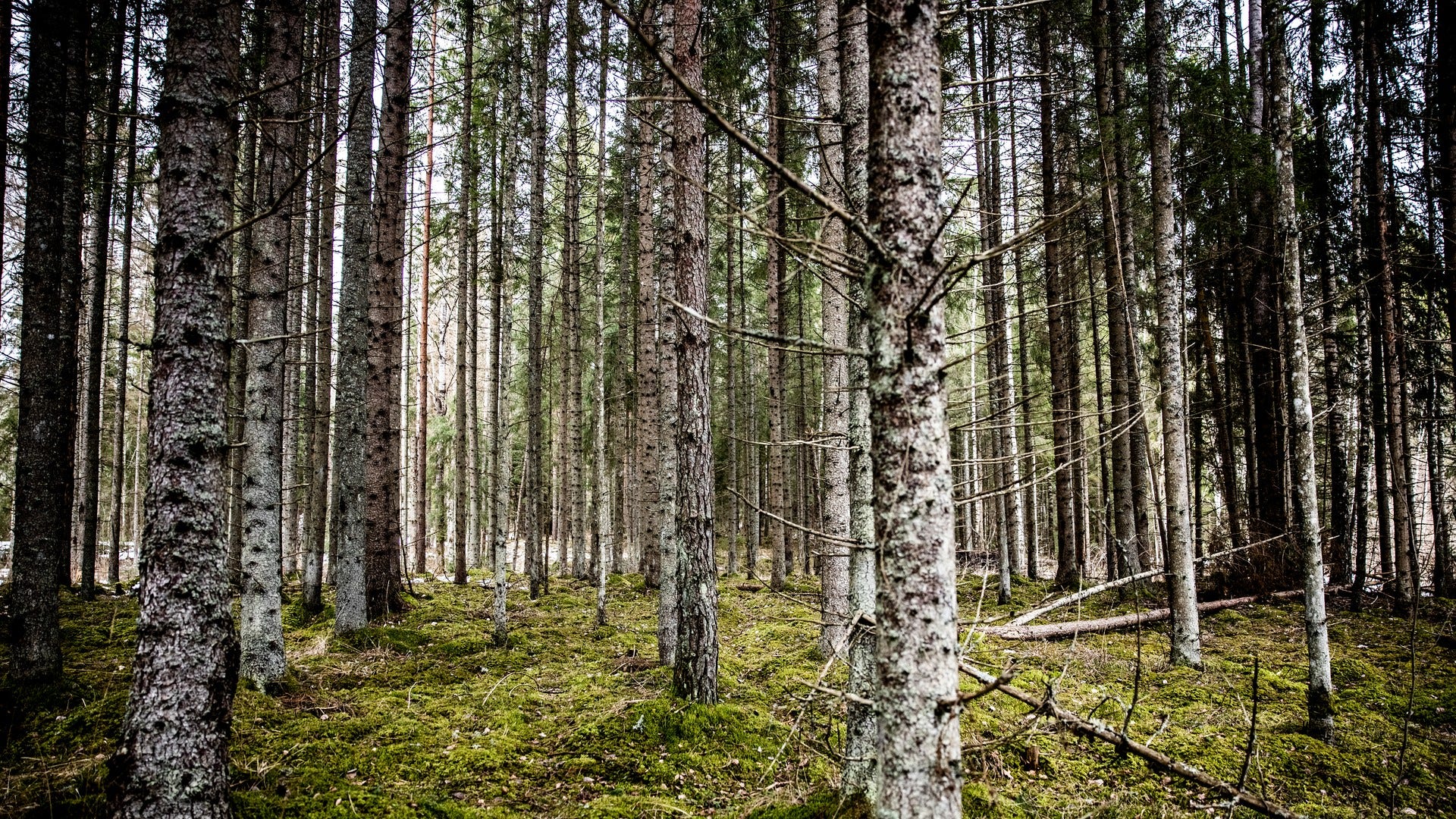 55-procentsmålet innehåller kryphål i form av så kallade kolsänkor – som trädplantering.