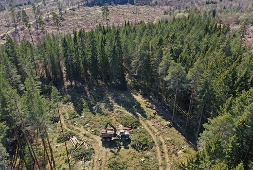 Felling north of Skänninge in Östergötland in April 2019 after the spruce bark beetle outbreak that was triggered during the hot and dry summer of 2018.