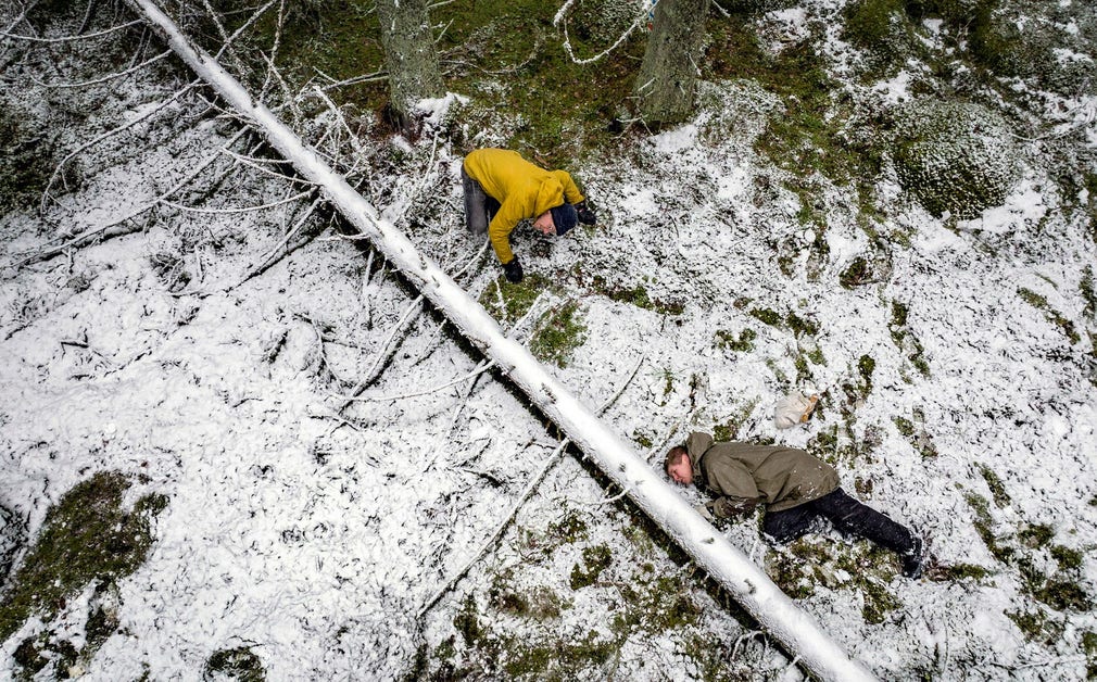 Död ved i skogen har stor betydelse för biologisk mångfald.