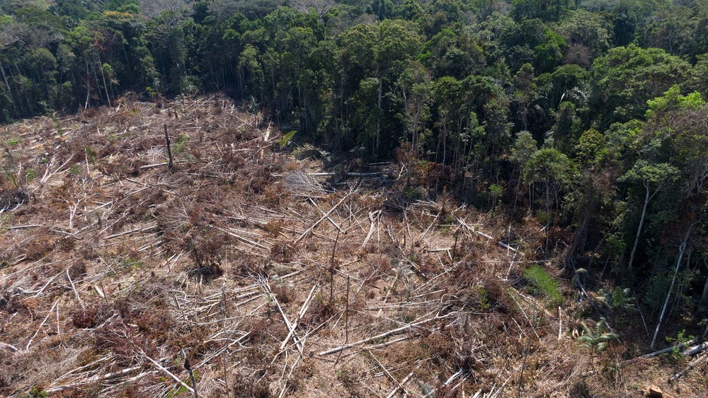 Rekordstor skövling av Amazonas under 2022