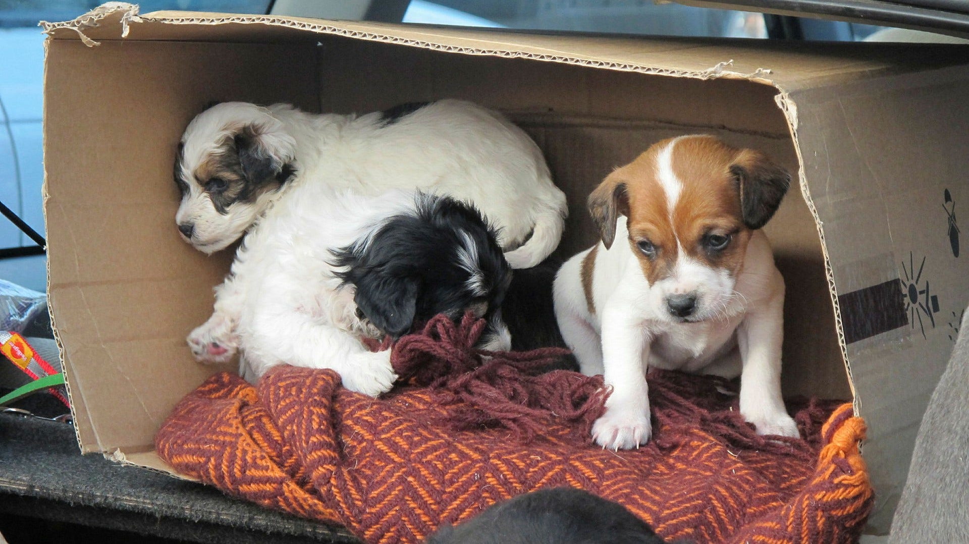 Vägra att köpa hundvalpar utan svenskt registreringsbevis som förs in Sverige från andra europeiska länder, uppmanar insändarskribenten.