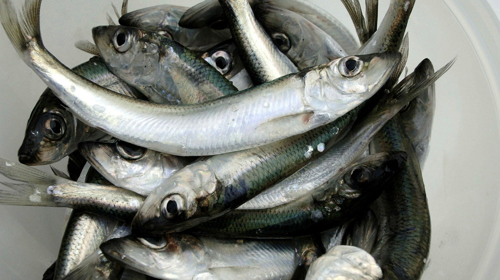Nyfångad strömming – numera en bristvara.