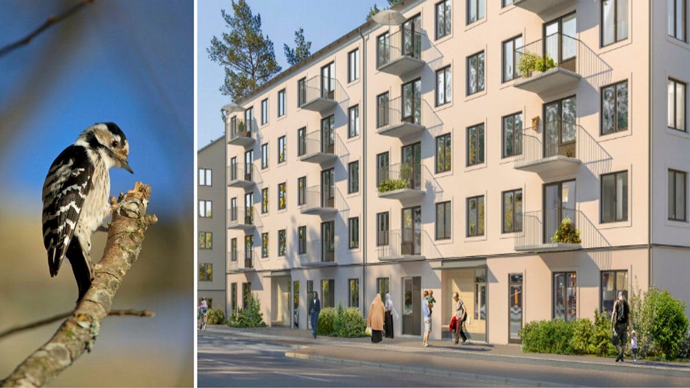 Hackspett stoppar nya lägenheter i Stockholm