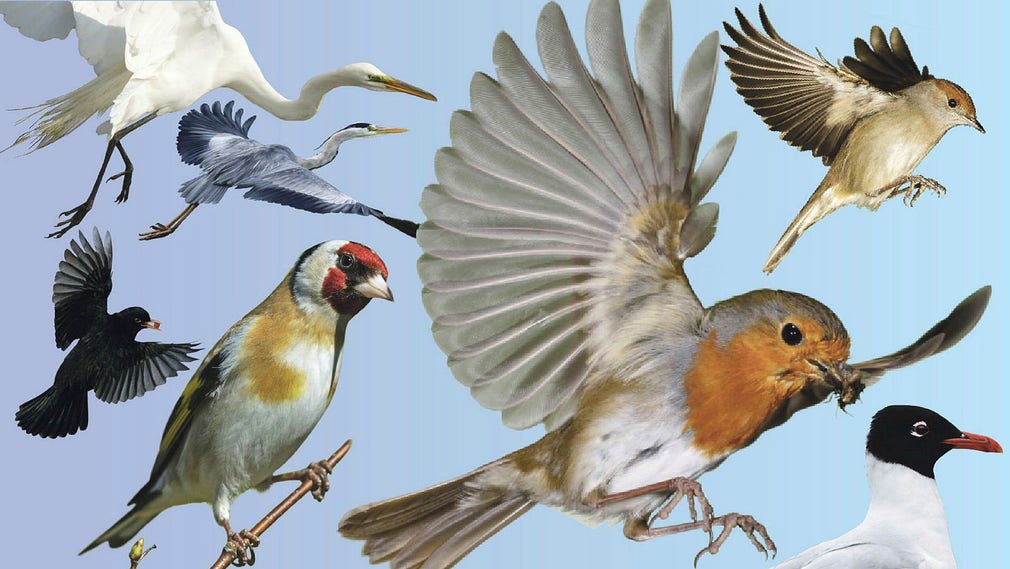 Fler fågelarter i Sverige när klimatet blir varmare - DN.se