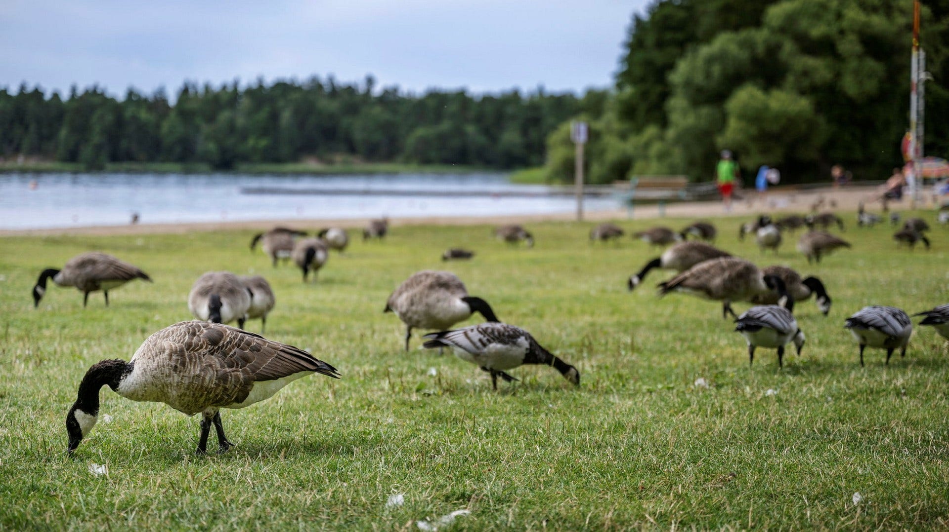 Gäss på Maltesholmsbadet i Hässelby i augusti.