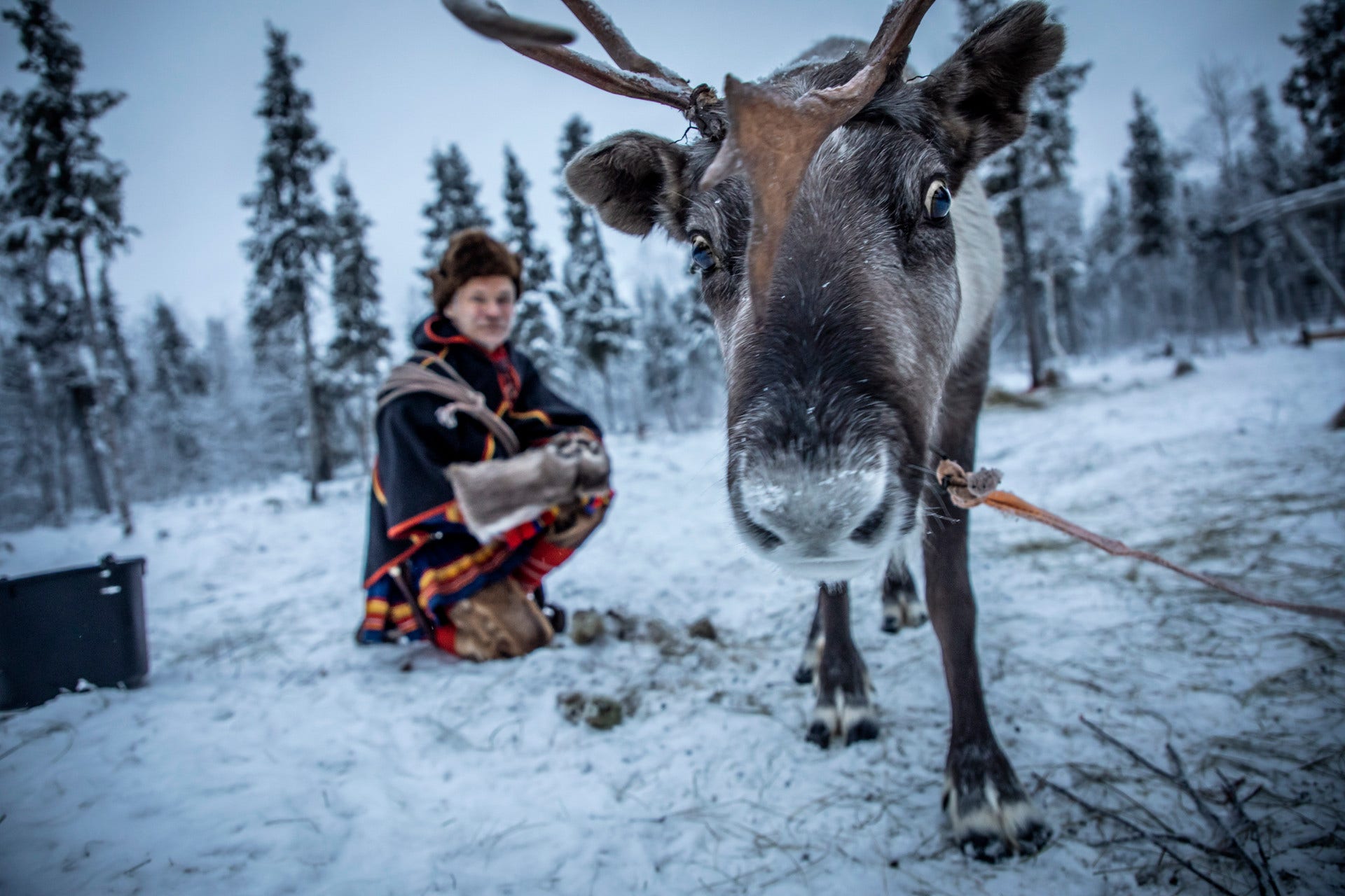 Henrik Sevä och Blue, en av renarna han har – numera för turister. Han oroas över den traditionella renskötselns framtid.