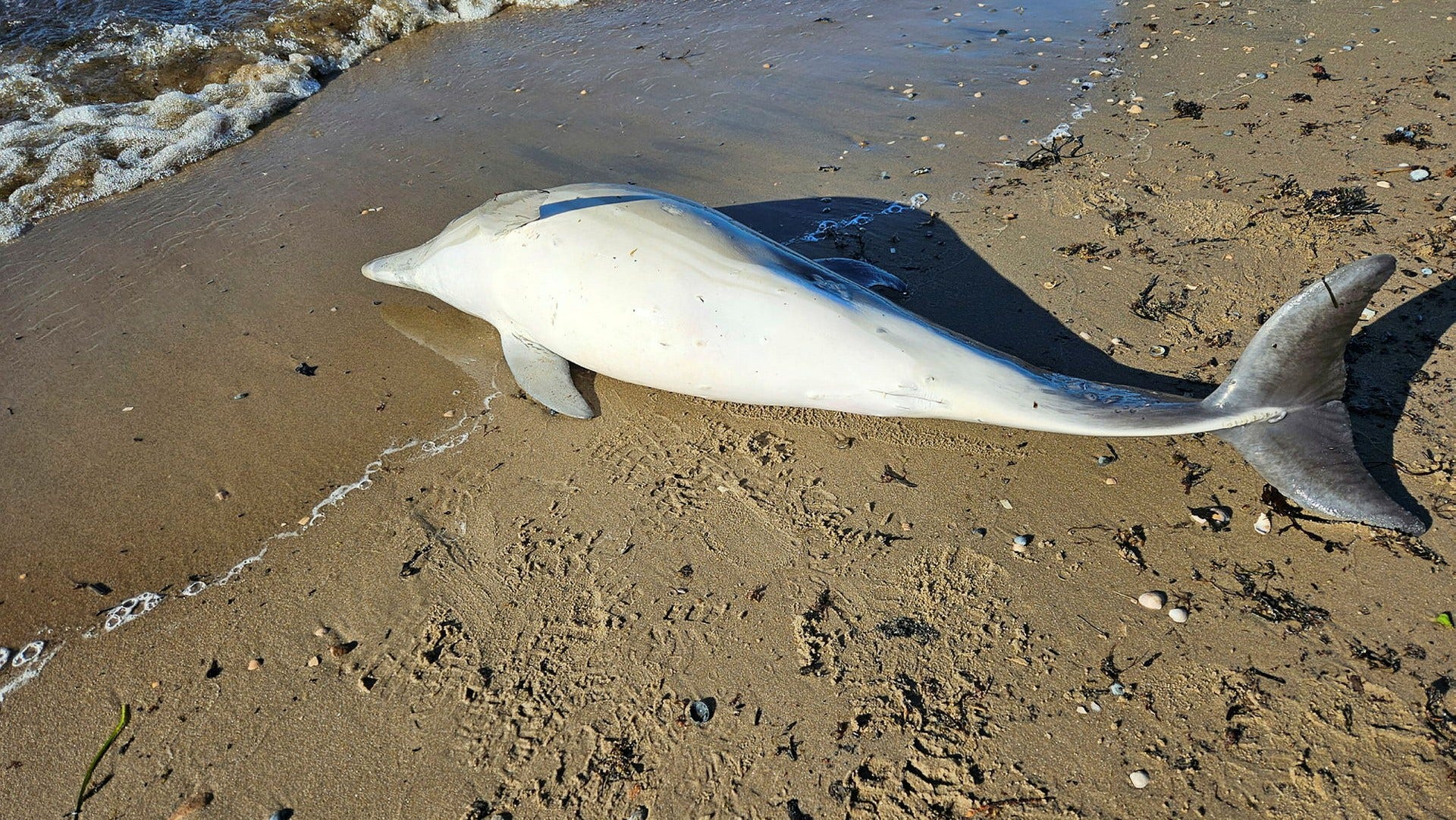 Delfinen som spolades upp på stranden i Laholm är en så kallad sadeldelfin.