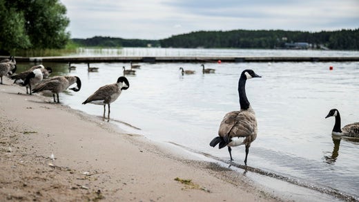 Kanadagåsen är den enda gåspopulationen som krymper, men den trängs in i städerna till följd av att vitkindade gäss blir allt fler.