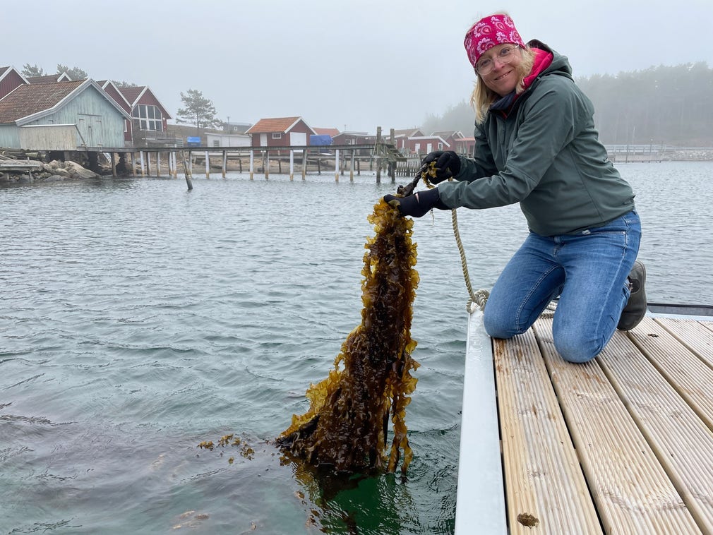 Här tar Sveriges första marina kolonilotter form - DN.se