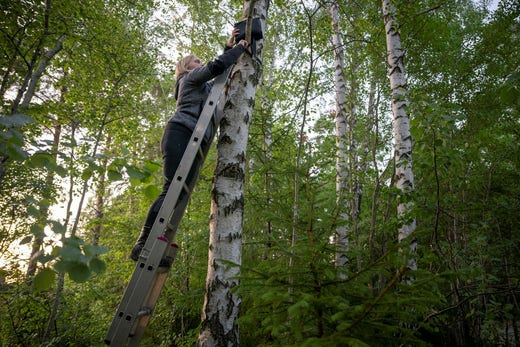 Vissa detektorer hängs upp högt i träd, andra läggs på marknivå. Det beror på vilka arter man vill kunna registrera, då olika arter flyger på olika höjd.