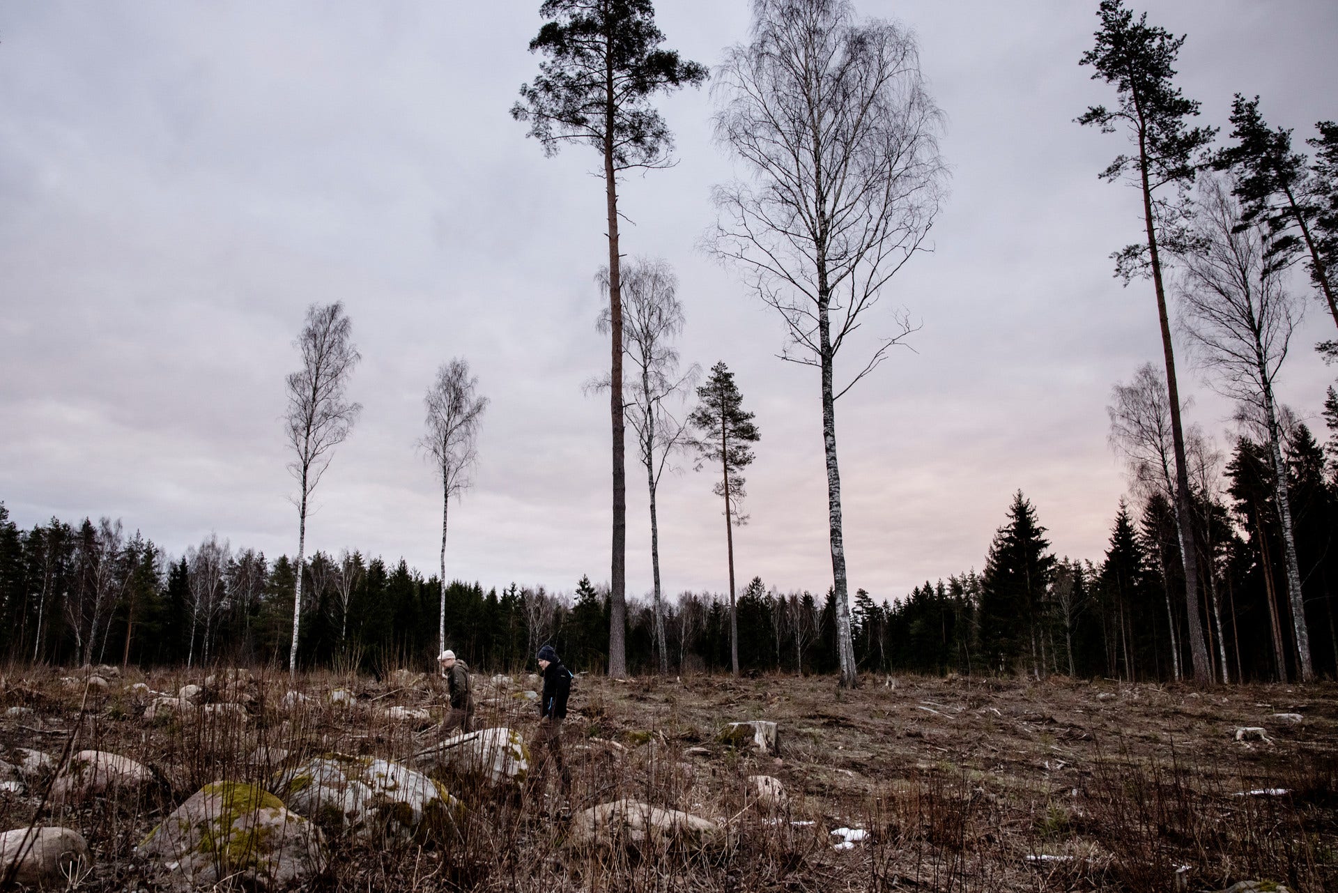 Tidigare stod det en ”värdelös” skog här – om man frågar Göran Westerlund, som arbetar för pelletsbolaget Graanul. För Mark Zirk är det en sorg att skogarna i naturreservatet där han bor huggs ner.