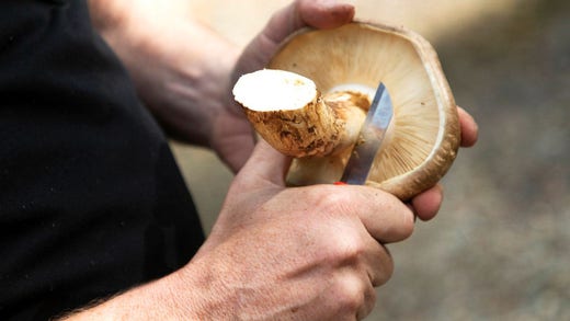 Robert Rimmevik äter gärna foten som han steker lätt i olja. Den är köttig och saftig, och inte lika parfymerad som hatten i smaken, berättar han.