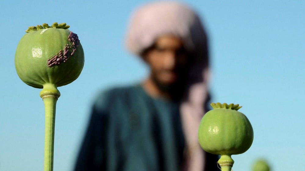 Talibanerna förbjuder odling av vallmo
