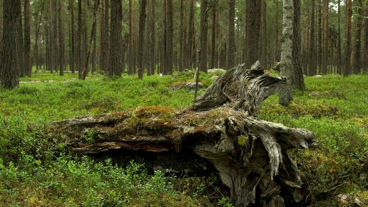 Naturens egen koldioxidinfångning står i dag för 99,9 procent av de negativa utsläppen – främst genom plantering, återplantering och bevarande av redan existerande skogar.