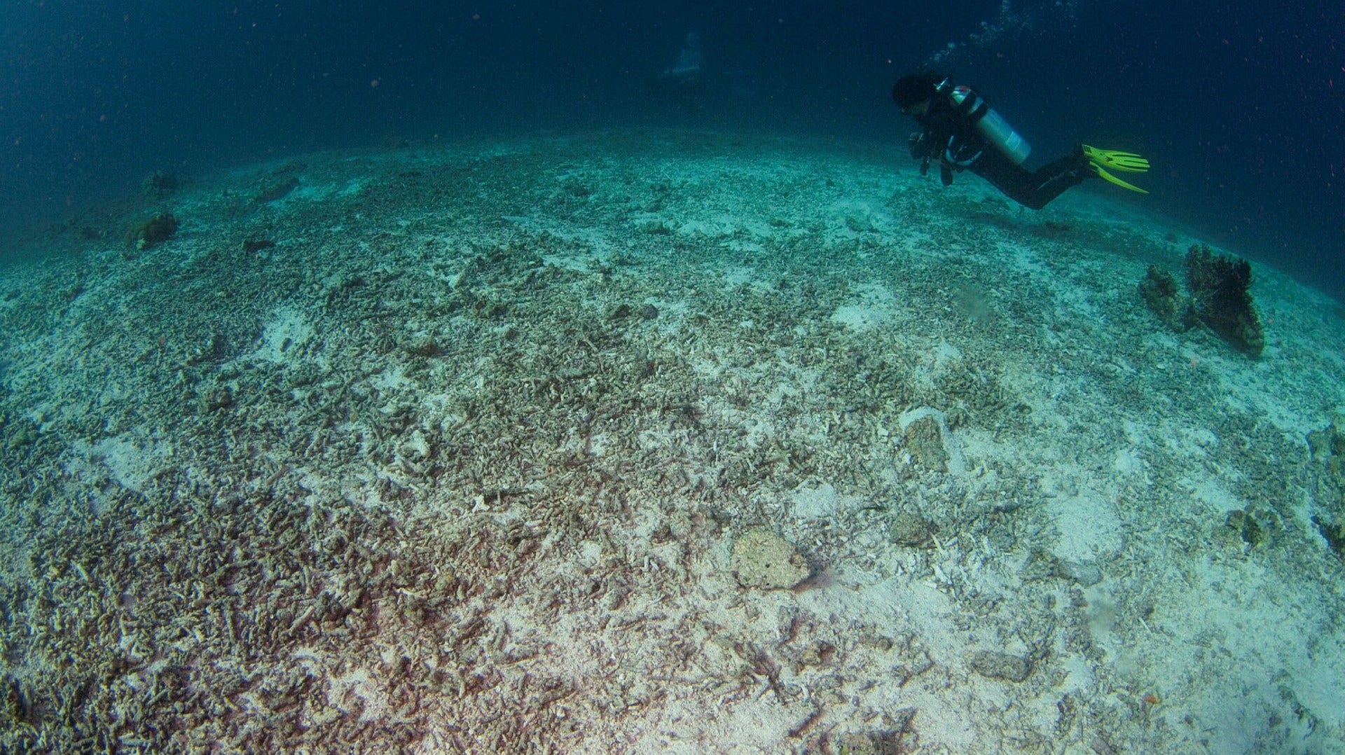 New freezing method being tested to save coral reefs