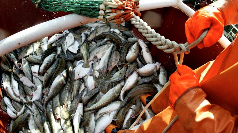Fiskguiden: Här är fiskarna du ska undvika