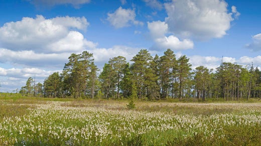 Store Mosse nationalpark mellan Värnamo och Gnosjö.