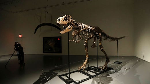 Gorgosaurus predatory dinosaur skeleton for auction.