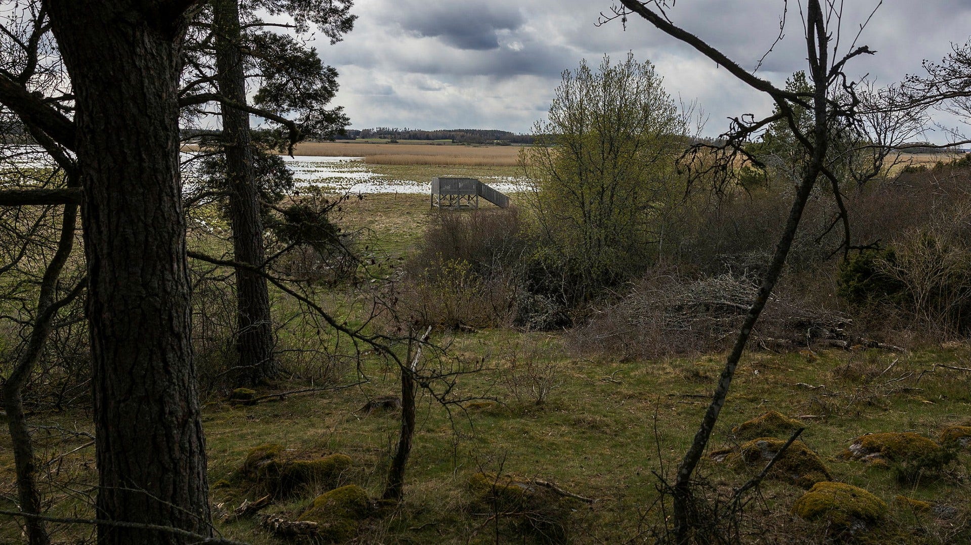 Hjälstavikens naturreservat där den misstänkt mördade mannen hittades utanför Enköping.