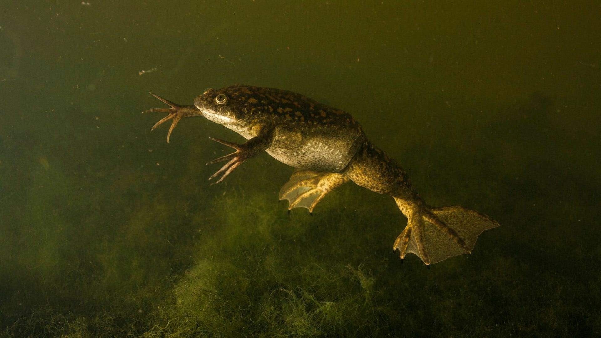 The frog’s new bones give man hope for regeneration