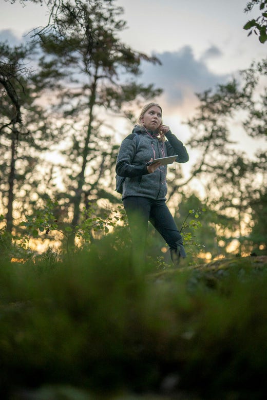 Denise Perssons favoritfladdermusart är brunlångöra. ”De är bedårande”, säger hon.