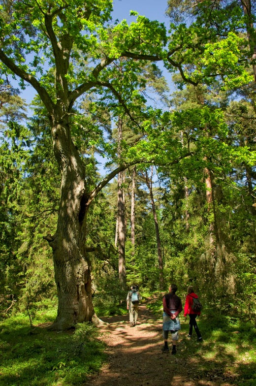 Trollskogen vid Grankullavik på Öland.