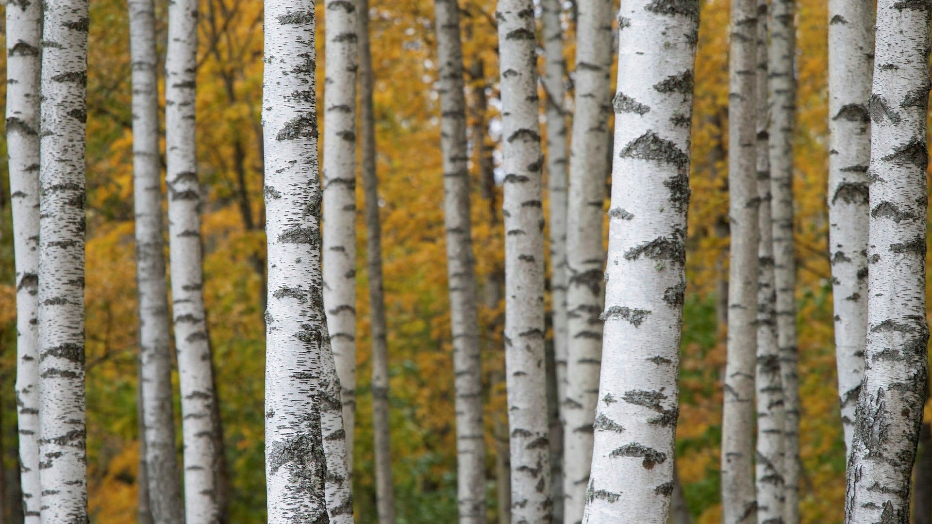 Gummi till bilar av näver – det är en innovation som nu ska testas av Volvo Cars och Polestar.