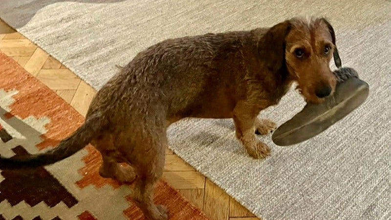 – Vadå? Jag fick en ingivelse...