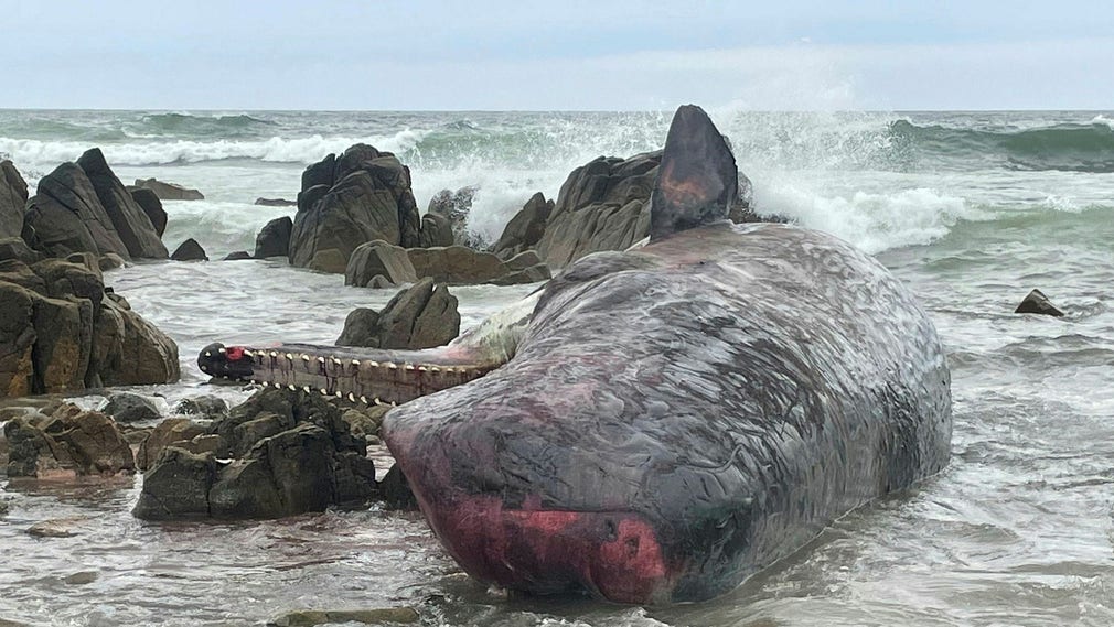 14 kaskelotter strandade på en avlägsen strand i den australiska delstaten Tasmanien.
