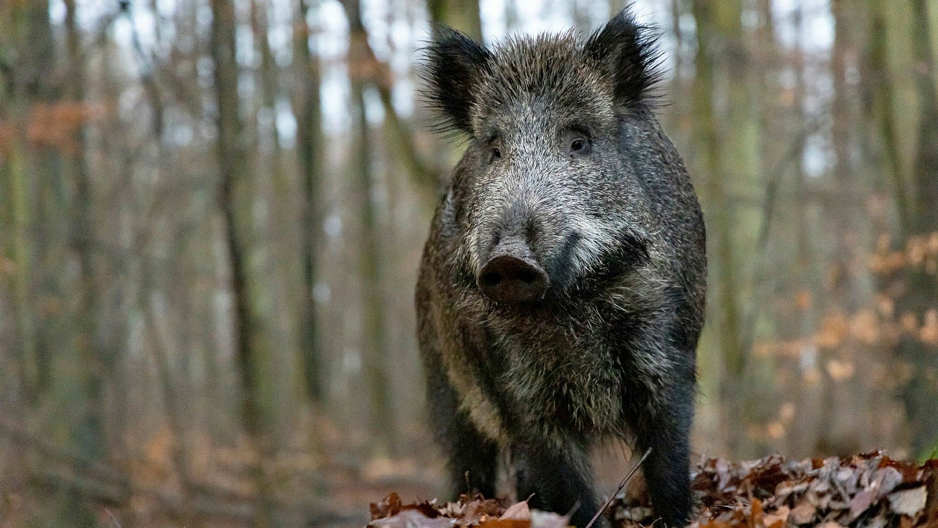 Översvämningar följt av pest är nog mer än svinjobbigt.