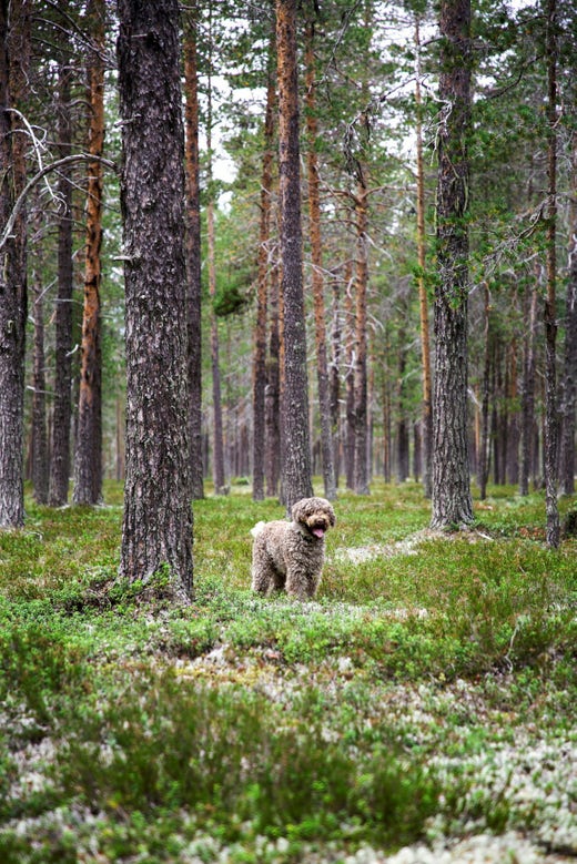 Ture är av rasen lagotto romagnolo, känd för att vara en utmärkt tryffelhund.
