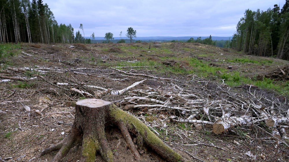 Forskarnas varning: Skogen går från kolsänka till utsläppskälla