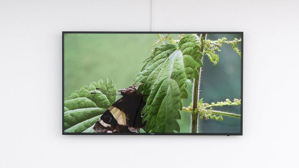 Christine Ödlund, stillbild ur videon ”The Chemical Language of Plants & The Plant Drummer”, 2010.