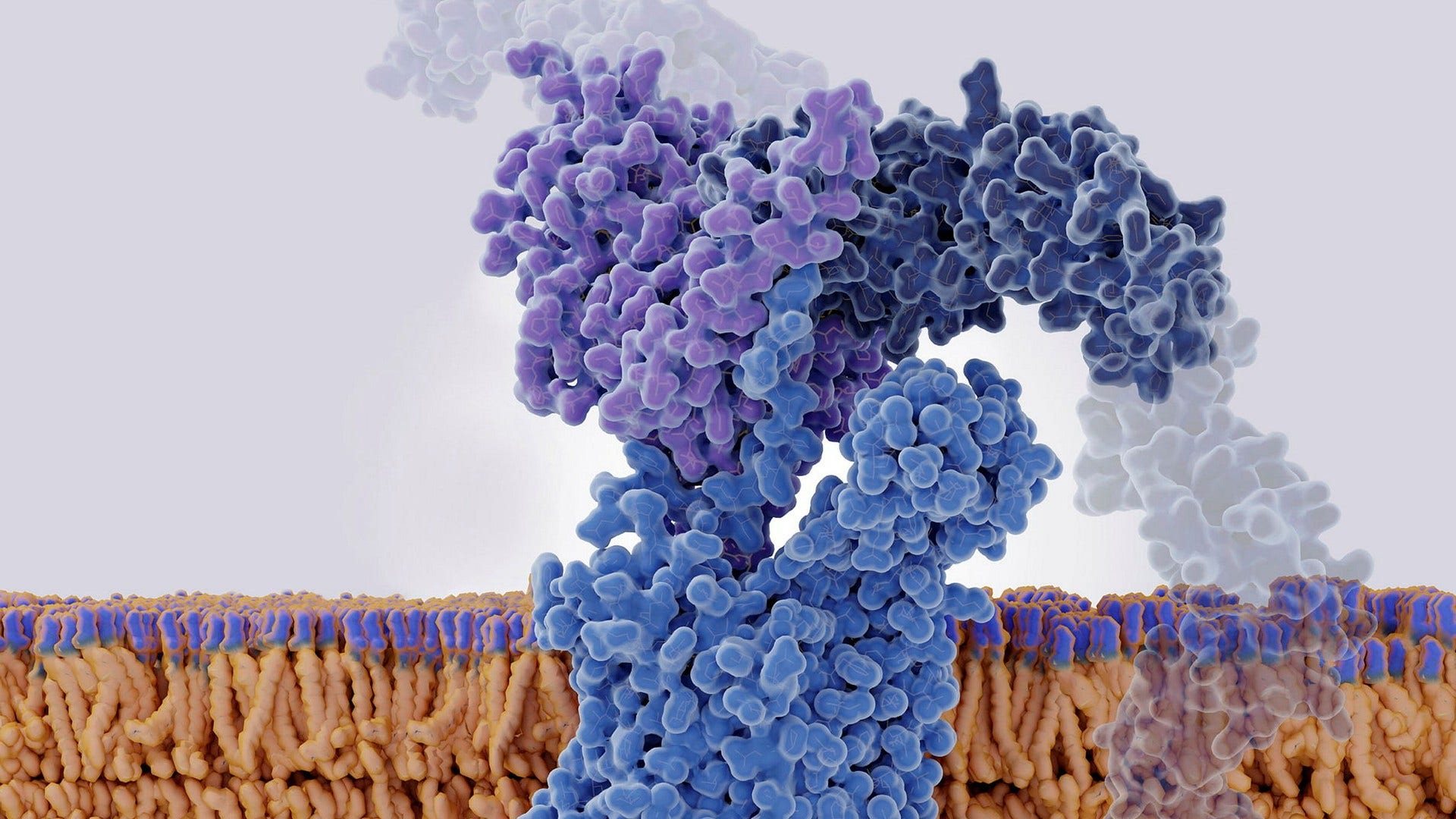 Det lilafärgade hiv-viruset möter här CCR5-receptorn (i ljusblått) och är på väg att ta sig in i en immuncell. En stamcellstransplantation från en hiv-immun donator kan stoppa viruset.