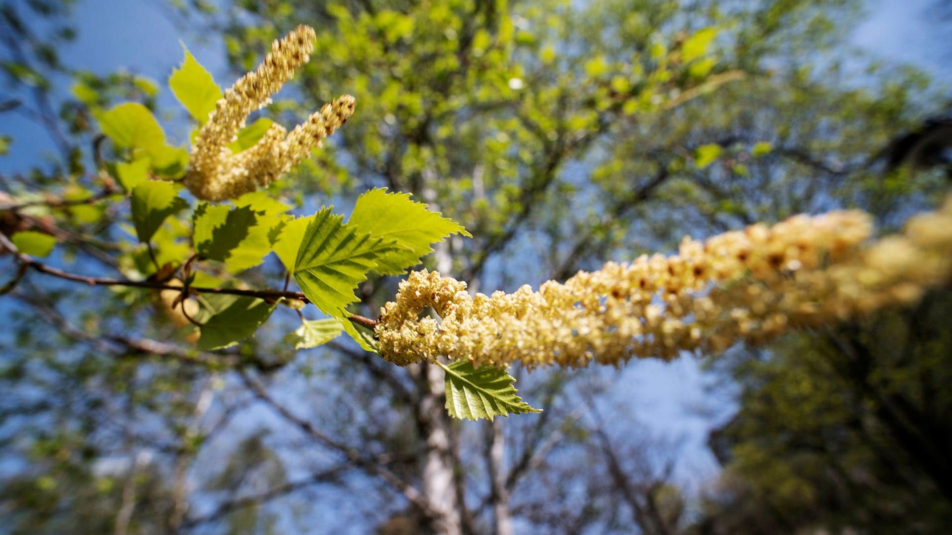Höga halter av björkpollen att vänta DN.se