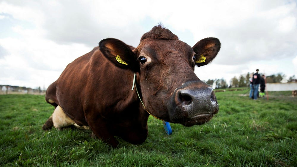 ”Hög risk för tvärbroms i svensk mjölkproduktion”