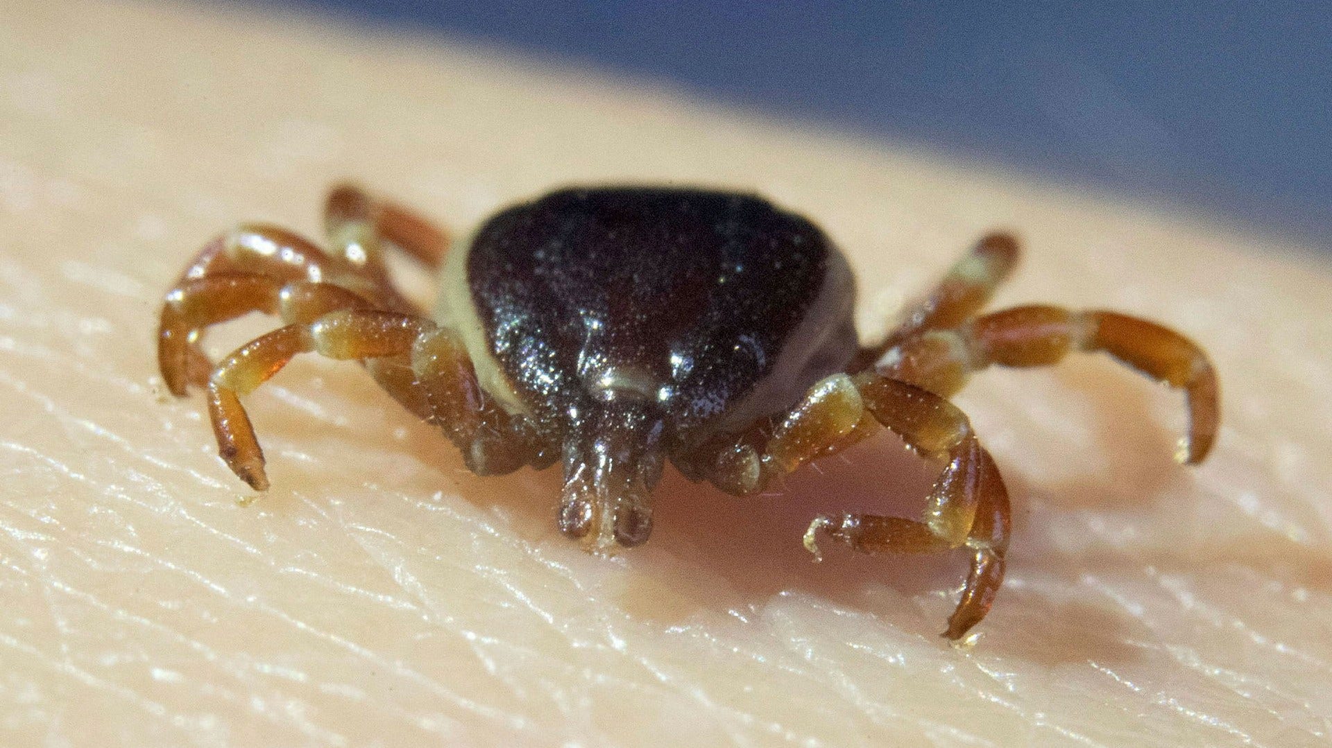 Sommaren 2018 observerades för första gången flera vuxna exemplar av flyttfågelfästing, Hyalomma marginatum, i Sverige.