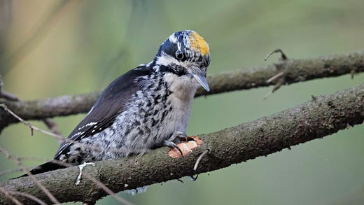 Three-toed woodpecker is one of the spruce bark borer's natural enemies.