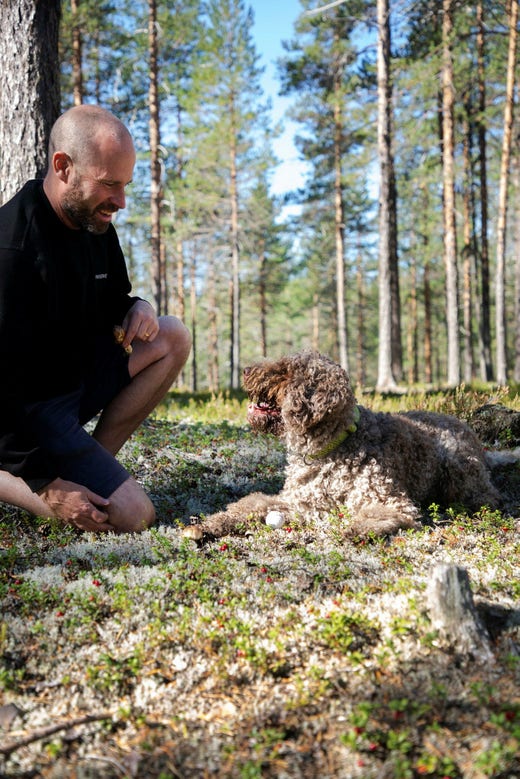 Robert Rimmevik och hunden Ture utgör ett bra team för svampplockning. Ture spårar upp svampen och Robert gräver upp den ur myllan.