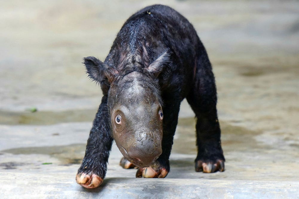 Critically endangered Sumatran rhino has been born in Indonesia