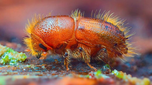 The European spruce bark borer, Ips typographus.