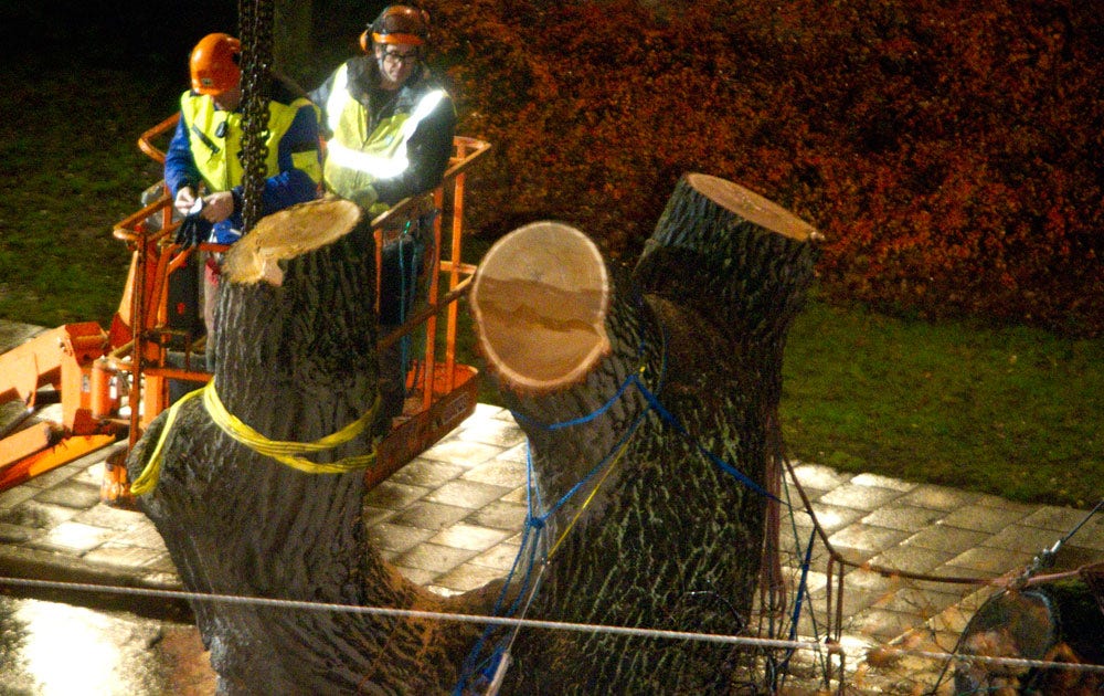 Eken på Oxenstiernsgatan fälldes under natten till fredagen.