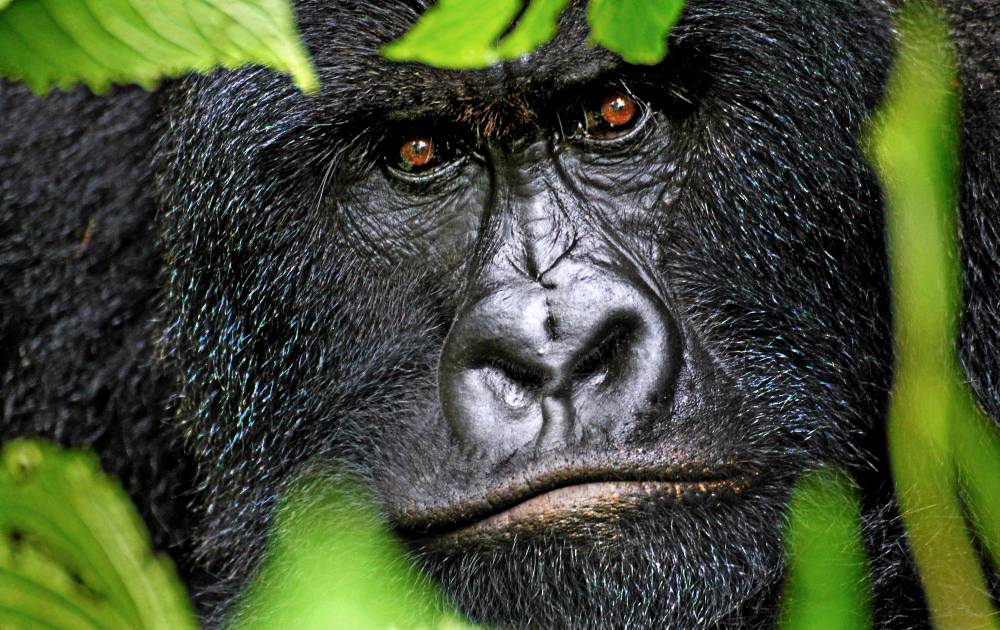 Det finns bara omkring 800 bergsgorillor i hela världen.